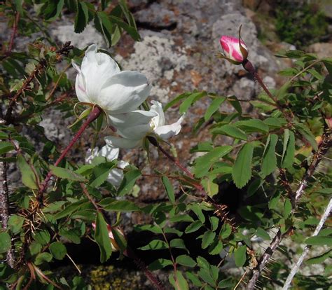 尖刺植物|尖刺蔷薇 Rosa oxyacantha